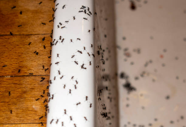 Best Best Pest Control Companies  in Bloomingdale, NJ
